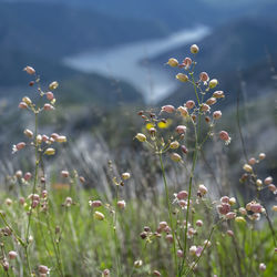 Close-up of flowering plants on field