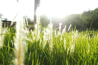 Close-up of wheat field against clear sky