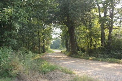 Footpath passing through forest