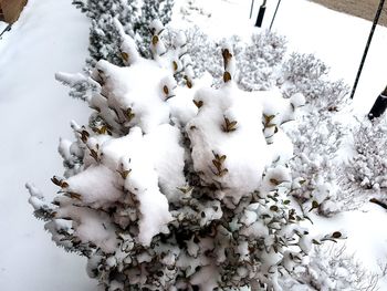 Close-up of snow on tree