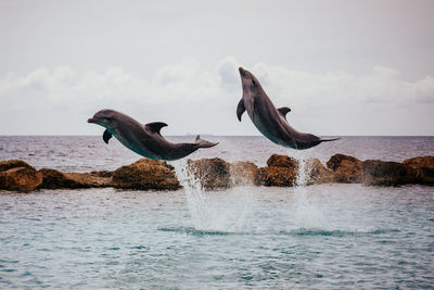 Dolphins over sea against sky