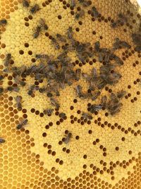 Close-up of bee on the wall