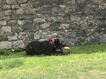 Black dog on field