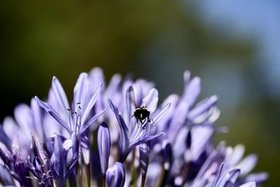 Close-up of insect on purple flower