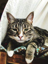 Close-up portrait of a cat