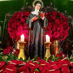 Close-up of pink flowers