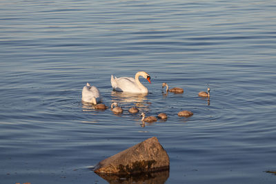 Swans swimming in lake