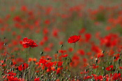 Close-up of red poppy flowers on field