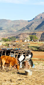 Horse cart on field against mountain range