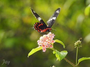 Close-up of butterfly pollinating on flower