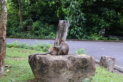 Cat sitting on wood