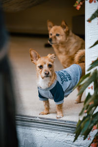 Portrait of a dog