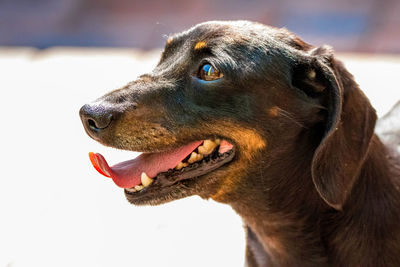 Close-up of a dog looking away