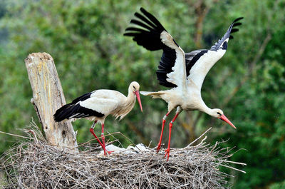 Flock of birds in nest