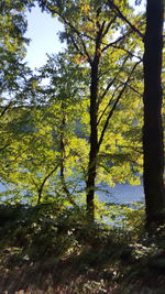 Trees in a park