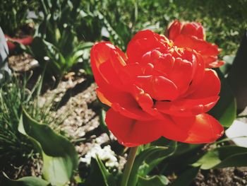 Close-up of red flower blooming outdoors