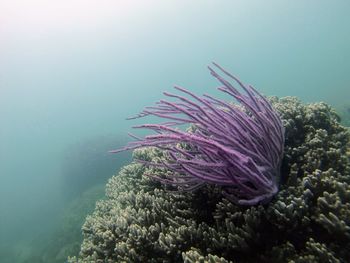 Close-up of coral swimming in sea