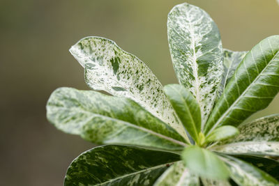 Close-up of fresh green leaves