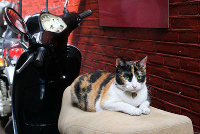 View of cat on motor scooter