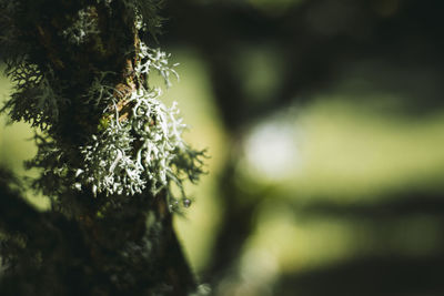 Close-up of caterpillar on plant