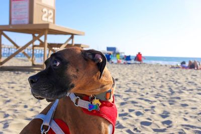Dog looking away on beach