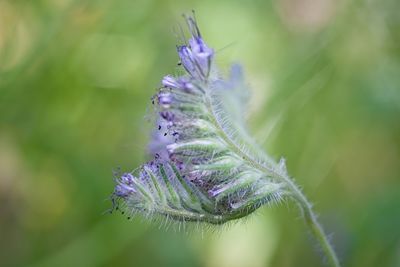 Close-up of purple flowering plant