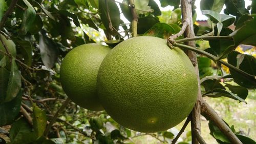 Close-up of fruits growing on tree