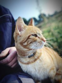 Close-up of hand holding cat