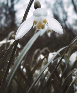 Close-up of white flowering plant