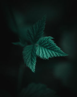 Close-up of leaves against blurred background