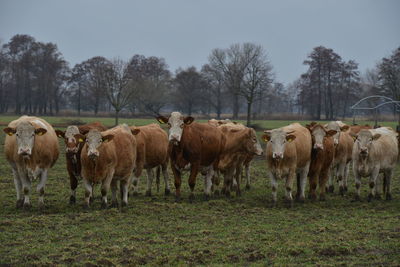 Herd of sheep in a field