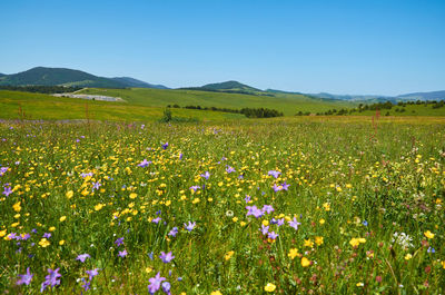 Scenic view of flowering plants on field against sky