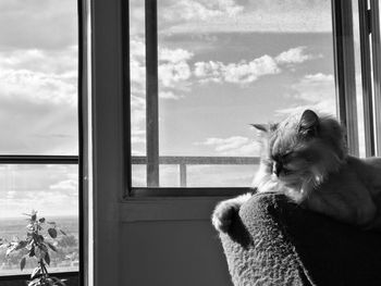 Cat resting in front of window at home