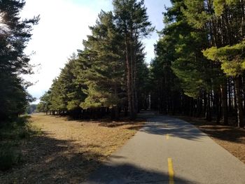 Empty road along trees in forest