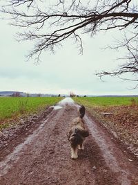 Dog on road amidst field against sky