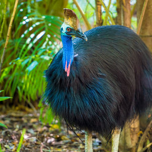 Close-up portrait of a peacock