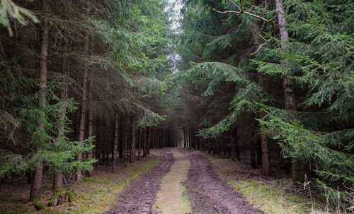 Dirt road amidst pine trees in forest