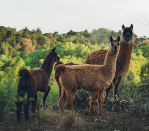 Llama standing on a forest