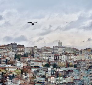 Birds flying over buildings in city