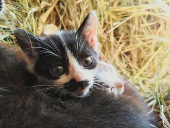 Close-up portrait of a kitten