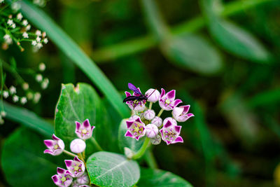 Close-up of pink flowering plant