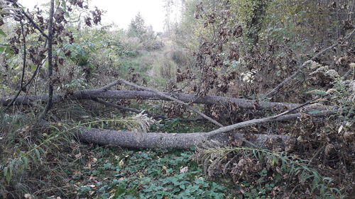 Trees on field in forest