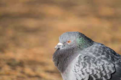 Close-up of a bird looking away