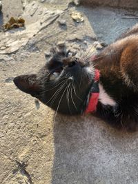 High angle view of cat