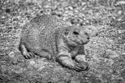 Close-up of squirrel