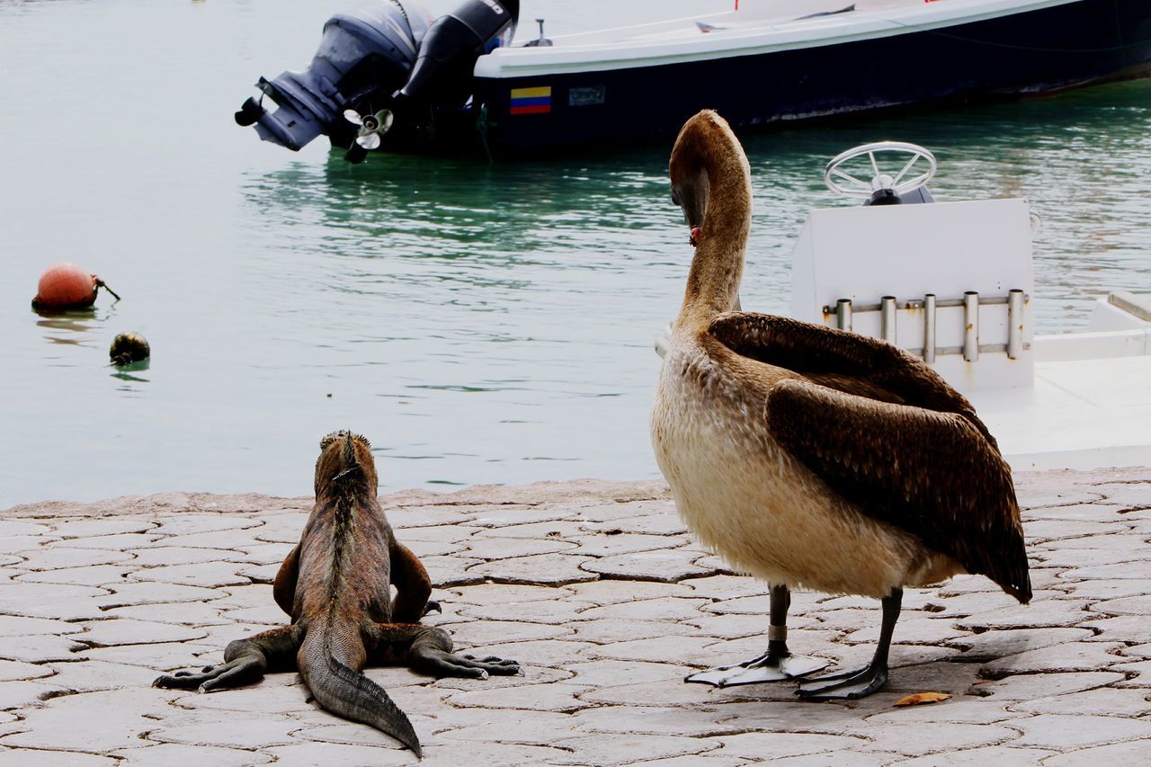 water, vertebrate, animals in the wild, group of animals, animal wildlife, bird, lake, nature, day, real people, human body part, people, body part, duck, water bird, poultry, lakeshore, outdoors