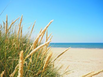 Scenic view of sea against clear blue sky