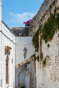 Plants by wall and building against sky