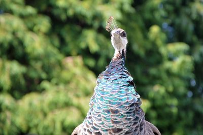 Peacock preening in the summer sunshine