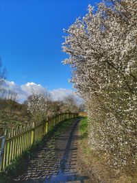 View of white flowering plants against blue sky